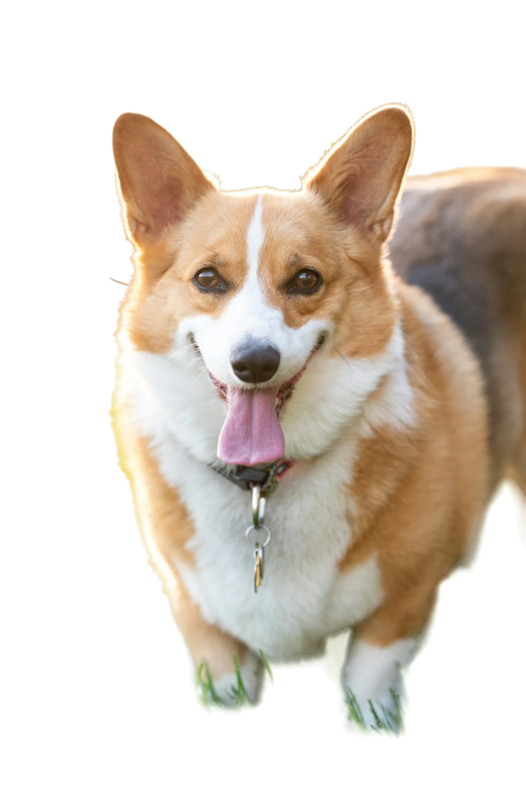 Corgi cutout on a checkerboard with the grass cleared and the fur edges visible