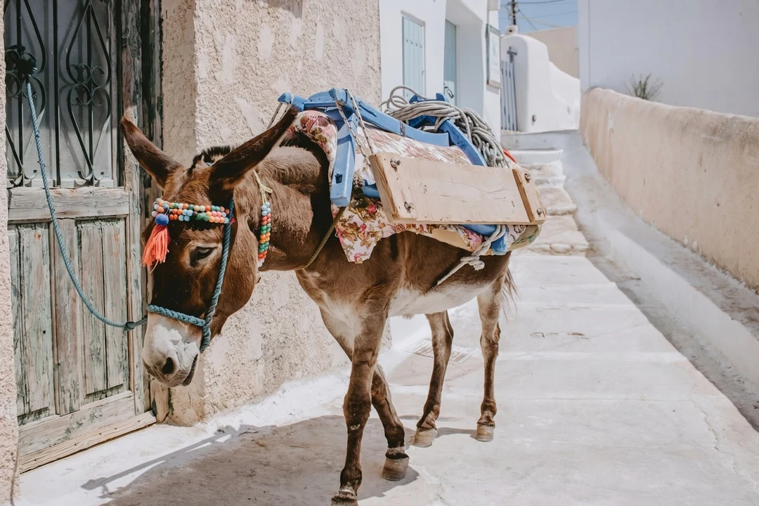 Street scene with a donkey after the watermark remover cleared an overlay