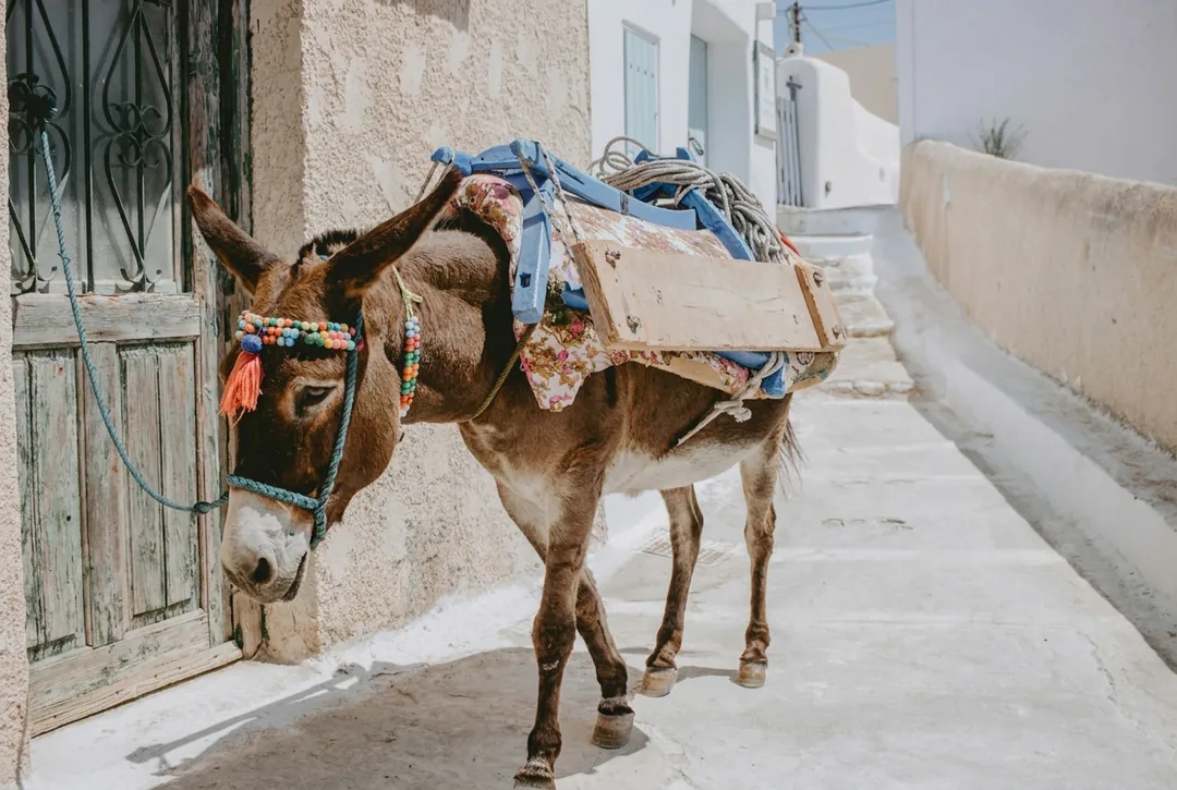 Donkey in a whitewashed street after the people behind it were removed