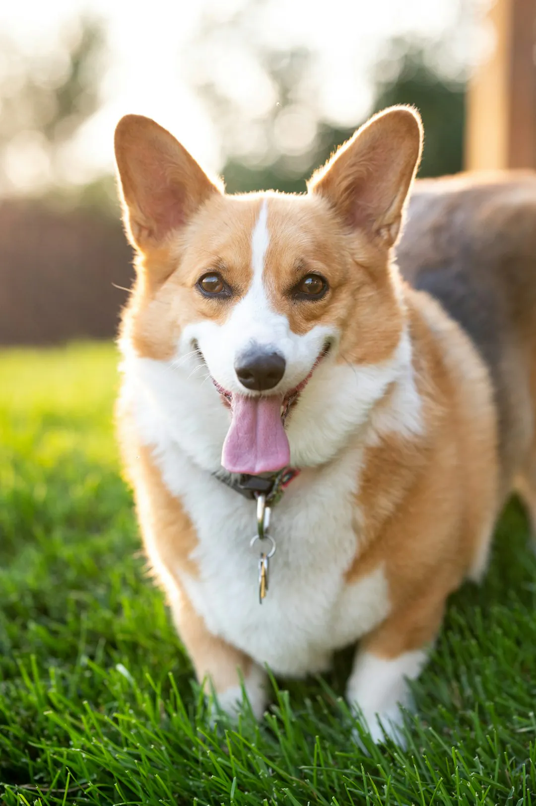 A corgi standing on grass