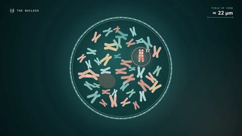 Scale Journey Explainer, Original video