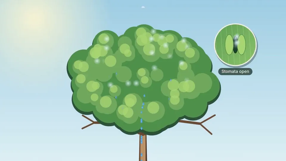Illustrated tree explainer, Original video