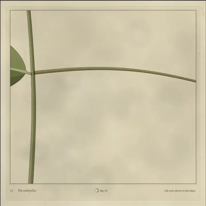 Vintage Natural-History Life-Cycle Film, Original video